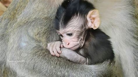 Very Cute Baby Monkey Daily Monkeys Man1273 Youtube