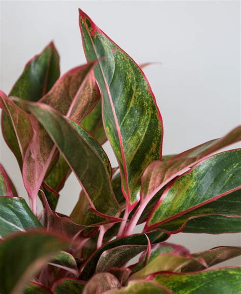 Buy potted plants online singapore. Buy Potted Red Aglaonema Indoor Plant | Bloomscape ...