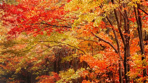 Fall Foliage Report 2019 Warmer Weather Could Delay Peak