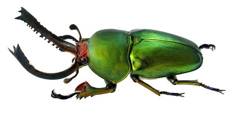 The body is typically elongated and slightly flattened. М.Э. Смирнов - фотографии экзотических рогачей (Lucanidae)