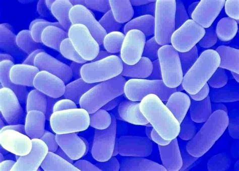 Lactobacillus casei is a close relative of l. Los probióticos podrían ayudar a prevenir el cáncer de mama