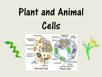 In this plant cell lesson, students determine the difference between plant and animal cells. Pin on Teaching Science
