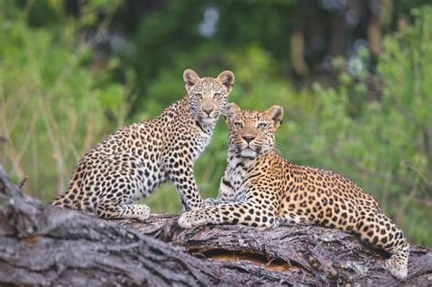 Intimate Photos Of A Leopard Mother And Her Cubs Discover Wildlife
