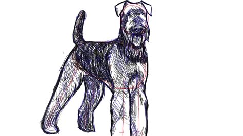 How To Draw An Airedale Terrier Youtube