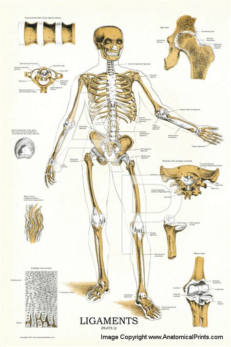 Maybe you would like to learn more about one of these? Skeleton Joints and Ligaments Poster - Clinical Charts and Supplies