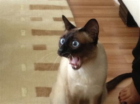 This Surprised Cat Rphotoshopbattles