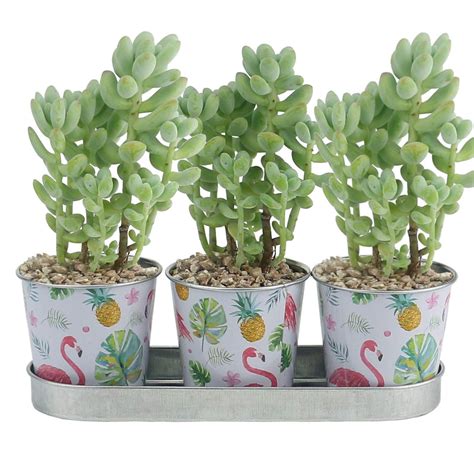 H 18 x l 18 x. #Amazon: Ogrmar 3 Buckets 2.5" Metal Planter | Flamingo ...