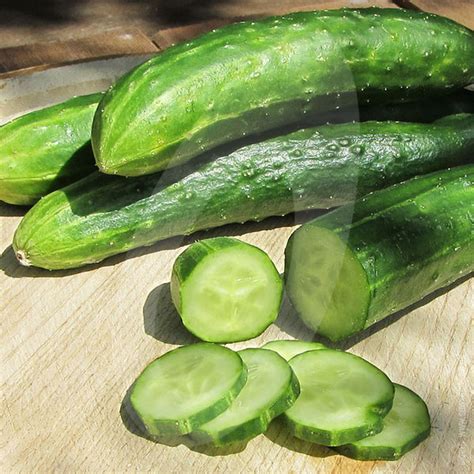 Cucumber Burpless Tasty Green F1 Seeds Quality Seeds From Sow Seeds Ltd