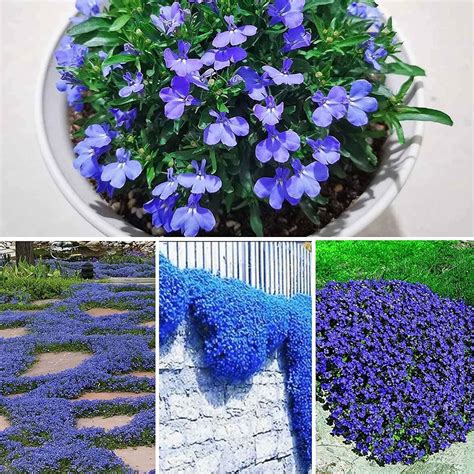 5000 Blue Creeping Thyme Seeds For Planting Blue Carpet