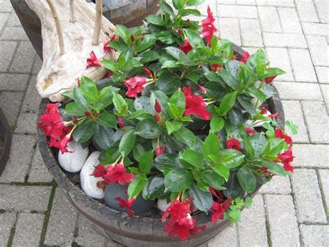 Gardeners.com has been visited by 10k+ users in the past month Future Plants by Randy Stewart: Mandevilla