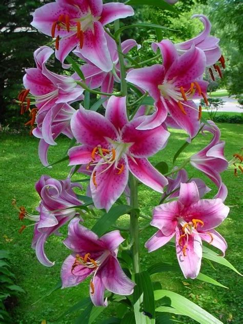 Stargazer Lilies Plants Plants Bn