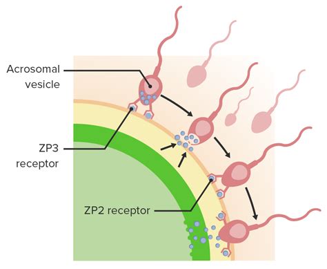 fertilization and first week concise medical knowledge