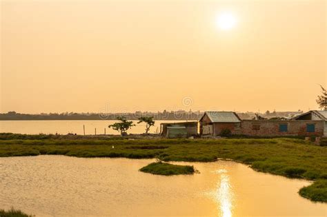 Paddy Field In Sunset Time Asian Countryside Landscape Stock Image