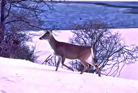 Winter Survival Strategies Of White Tailed Deer Naturechirp