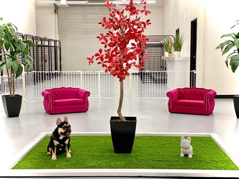 Z Pet Hotels – Luxury Pet Hotels