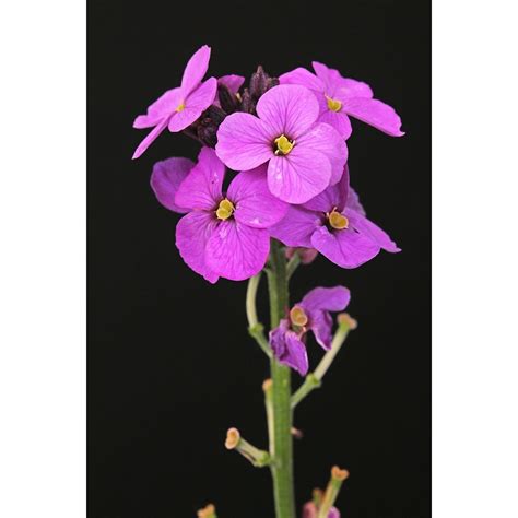 Night Scented Stock Flower Seeds Approx 260 Seeds By Jamieson Brothers