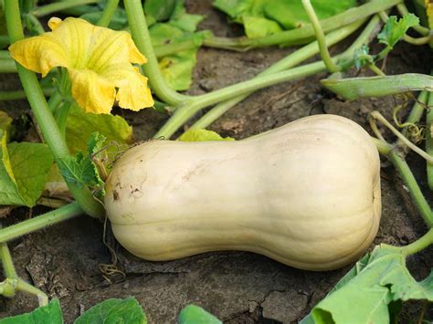 How To Grow And Care For Butternut Squash Love The Garden