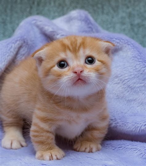 The munchikin cat has unusually short legs, comes in a variety of colors, and has a very loving, sweet personality. Munchkin Cats For Sale | New York, NY #296485 | Petzlover