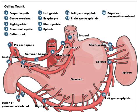 Celiac Artery And Branches Anatomy 1 Proper Hepatic Grepmed