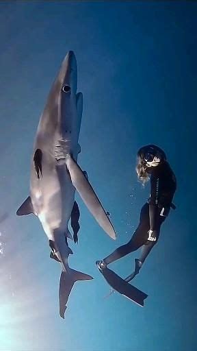 ocean ramsey on what to do in a shark attack artofit