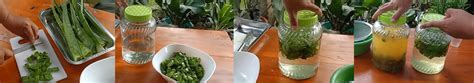 (andam = anak rambut di dahi.) Manfaat Lidah Buaya Untuk Pertanian | KampusTani.Com