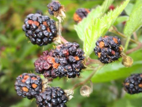 Zwar gilt der strauch der brombeere (rubus fruticosus) als robust und unkompliziert, dennoch sollten sie brombeerfarbe zeigt die reife an. Was ist nur mit meinen Brombeeren los, sie vertrocknen ...