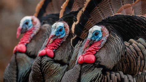 How Wild Turkeys Find Love The New York Times