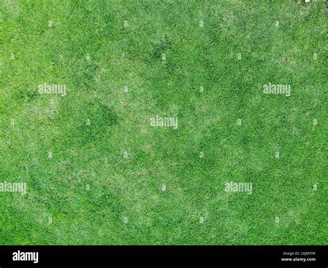 Top View Of Green Grass Texture Background Texture For Garden Stock