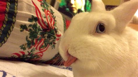 Rabbit Flicks Tongue In Slow Motion Youtube