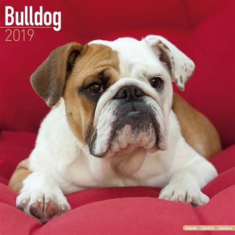 Bulldog Calendar 2019 Pet Prints Inc