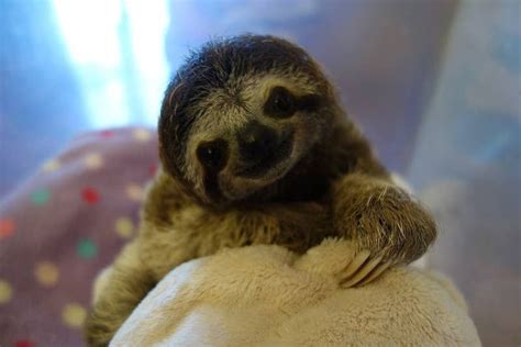 Meet Lunita The Cutest Baby Sloth On Planet Earth In 2020 Cute Baby