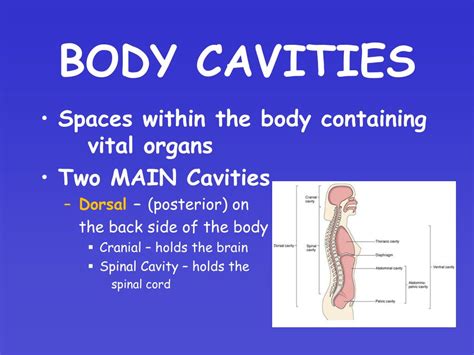 Ppt Body Cavities Powerpoint Presentation Free Download Id 3332863