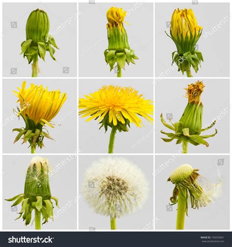 Dandelion Life Cycle