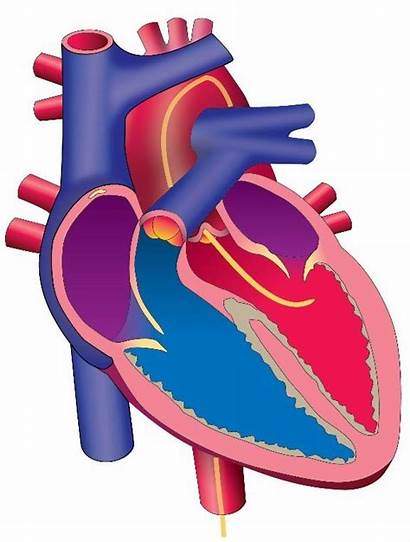 Catheterization Cardiac Coding Cpt