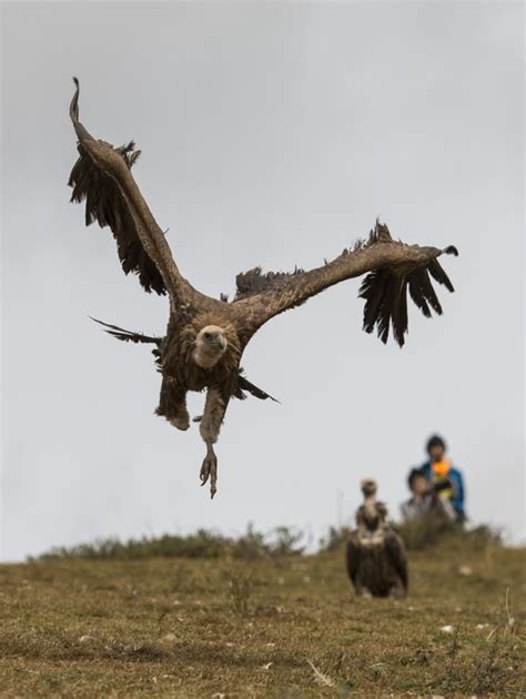 Tinggal Di Pegunungan Penduduk Tibet Biarkan Jenazah Dimakan Burung