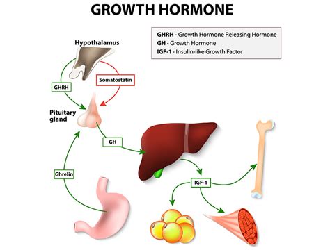 Human Growth Hormone Hgh Renue Health