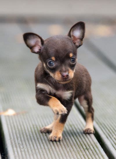 The Truth About The Teacup Chihuahua Miniature Chihuahua Chihuahua