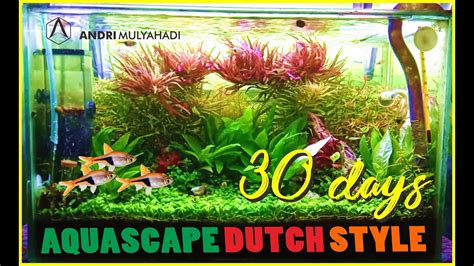 Dutch aquascaping style board cover. FINALLY ! UPDATE 30 DAYS AQUASCAPE DUTCH STYLE | AQUASCAPE ...