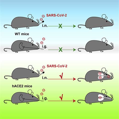 First Gene Edited Crispr Covid 19 Mouse Created Opens Door To Study