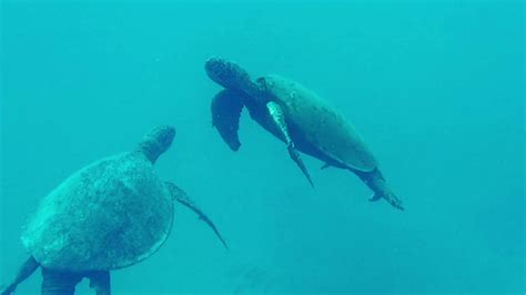 Oahu Waikiki Honu Of Hawaii Sea Turtles Underwater Gopro