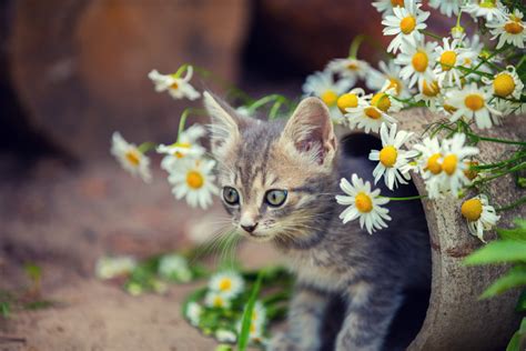 Cute Cat Pictures With Flowers 1800flowers Petal Talk