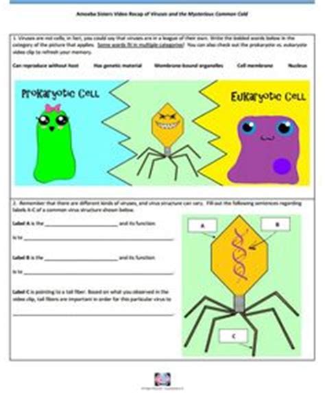 The amoeba sisters walk you through the mystery of chromosome and. 1000+ images about Amoeba Sisters Handouts on Pinterest | Mitosis, Website and Flower reproduction