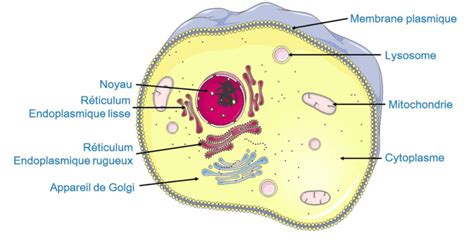 Représentation Schématique Dune Cellule Eucaryote Animale Ainsi Que De