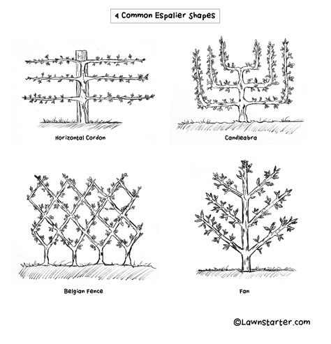 How To Espalier Fruit Trees