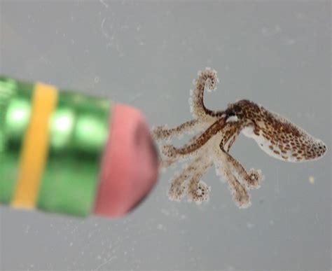 Tiny Caribbean Pygmy Octopi Hatched At The Aquarium At Mote Marine