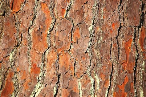 Pine Tree Bark Stock Photo By ©bluedog1us 3961722