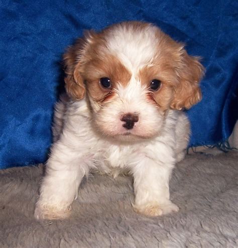 Dog Breeder & Small AKC Puppies For Sale in Kansas | Mary ...