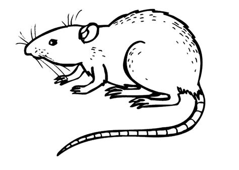 Free Printable Rat Coloring Pages For Kids