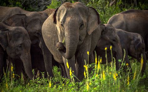 الفيل الآسيوي كيف نحميه من الانقراض