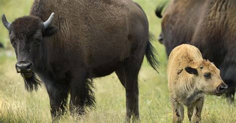 Saving wild buffalo: Startup herd destined for Minneopa